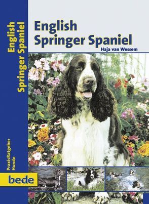 English Springer Spaniel von Wessem,  Haja van