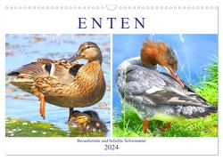 Enten. Bezaubernde und beliebte Schwimmer (Wandkalender 2024 DIN A3 quer), CALVENDO Monatskalender von Hurley,  Rose