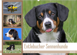Entlebucher Sennenhunde Emma und Luna (Wandkalender 2023 DIN A2 quer) von SchnelleWelten