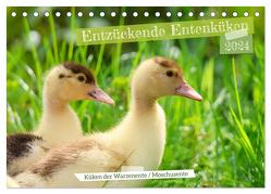 Entzückende Entenküken (Tischkalender 2024 DIN A5 quer), CALVENDO Monatskalender von Löwer,  Sabine