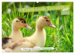 Entzückende Entenküken (Wandkalender 2024 DIN A2 quer), CALVENDO Monatskalender von Löwer,  Sabine