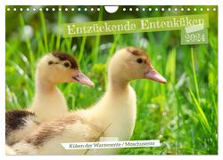 Entzückende Entenküken (Wandkalender 2024 DIN A4 quer), CALVENDO Monatskalender von Löwer,  Sabine