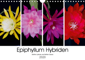 Epiphyllum-Hybriden (Wandkalender 2020 DIN A4 quer) von Gierok,  Steffen, Latniak,  Steffen