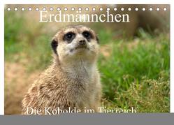 Erdmännchen – Die Kobolde im Tierreich (Tischkalender 2024 DIN A5 quer), CALVENDO Monatskalender von Klatt,  Arno
