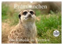 Erdmännchen – Die Kobolde im Tierreich (Wandkalender 2024 DIN A3 quer), CALVENDO Monatskalender von Klatt,  Arno