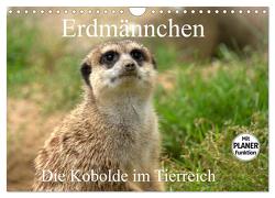 Erdmännchen – Die Kobolde im Tierreich (Wandkalender 2024 DIN A4 quer), CALVENDO Monatskalender von Klatt,  Arno
