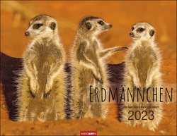 Erdmännchen Kalender 2023. Große Fotos kleiner Tiere: Der Wandkalender im XXL-Format für alle Erdmännchen-Fans. Tierkalender 2023 des Fotografen-Teams Klein & Hubert. von Hubert,  Marie-Luce, Klein,  Jean-Louis, Weingarten