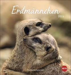 Erdmännchen Postkartenkalender 2024