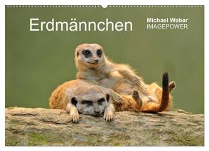 Erdmännchen – Tierkinder (Wandkalender 2024 DIN A2 quer), CALVENDO Monatskalender von Weber,  Michael