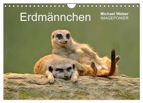 Erdmännchen – Tierkinder (Wandkalender 2024 DIN A4 quer), CALVENDO Monatskalender von Weber,  Michael