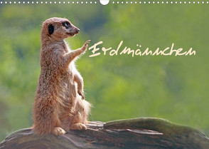 Erdmännchen (Wandkalender 2023 DIN A3 quer) von Chawera