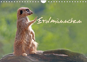 Erdmännchen (Wandkalender 2023 DIN A4 quer) von Chawera