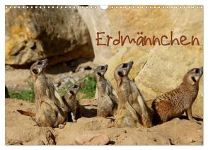 Erdmännchen (Wandkalender 2024 DIN A3 quer), CALVENDO Monatskalender von Hultsch,  Heike
