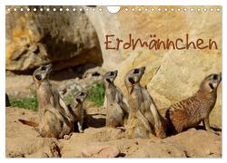 Erdmännchen (Wandkalender 2024 DIN A4 quer), CALVENDO Monatskalender von Hultsch,  Heike