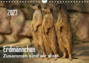 Erdmännchen – Zusammen sind wir stark / CH-Version (Wandkalender 2023 DIN A4 quer) von Hebgen,  Peter