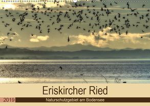 Eriskircher Ried – Naturschutzgebiet am Bodensee (Wandkalender 2019 DIN A2 quer) von Brinker,  Sabine