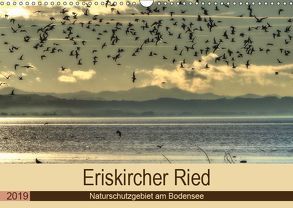 Eriskircher Ried – Naturschutzgebiet am Bodensee (Wandkalender 2019 DIN A3 quer) von Brinker,  Sabine