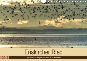 Eriskircher Ried – Naturschutzgebiet am Bodensee (Wandkalender 2019 DIN A4 quer) von Brinker,  Sabine