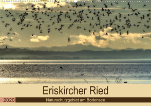 Eriskircher Ried – Naturschutzgebiet am Bodensee (Wandkalender 2020 DIN A2 quer) von Brinker,  Sabine