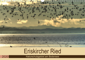 Eriskircher Ried – Naturschutzgebiet am Bodensee (Wandkalender 2020 DIN A3 quer) von Brinker,  Sabine