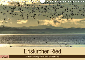 Eriskircher Ried – Naturschutzgebiet am Bodensee (Wandkalender 2021 DIN A4 quer) von Brinker,  Sabine