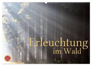 Erleuchtung im Wald (Wandkalender 2024 DIN A2 quer), CALVENDO Monatskalender von Cross,  Martina