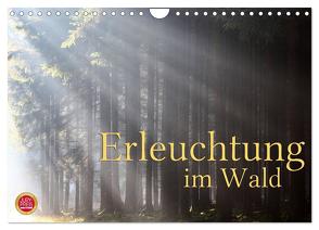 Erleuchtung im Wald (Wandkalender 2024 DIN A4 quer), CALVENDO Monatskalender von Cross,  Martina