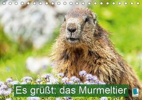 Es grüßt: das Murmeltier (Tischkalender 2019 DIN A5 quer) von CALVENDO