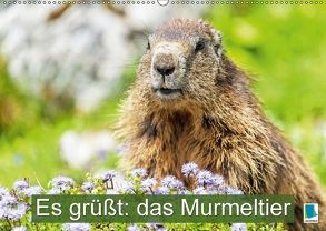 Es grüßt: das Murmeltier (Wandkalender 2018 DIN A2 quer) von CALVENDO