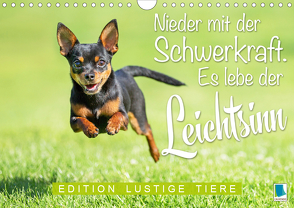 Es lebe der Leichtsinn: Edition lustige Tiere (Wandkalender 2020 DIN A4 quer) von CALVENDO