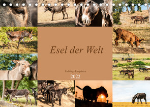 Esel der Welt – Lieblings Langohren (Tischkalender 2022 DIN A5 quer) von Bölts,  Meike