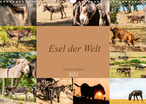 Esel der Welt – Lieblings Langohren (Wandkalender 2022 DIN A3 quer) von Bölts,  Meike