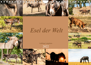 Esel der Welt – Lieblings Langohren (Wandkalender 2022 DIN A4 quer) von Bölts,  Meike