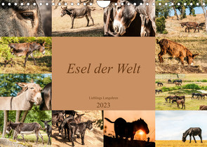 Esel der Welt – Lieblings Langohren (Wandkalender 2023 DIN A4 quer) von Bölts,  Meike