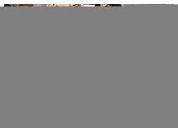 Esel der Welt – Lieblings Langohren (Wandkalender 2024 DIN A4 quer), CALVENDO Monatskalender von Bölts,  Meike