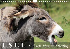 Esel – hübsch, klug und fleißig (Wandkalender 2023 DIN A4 quer) von Stanzer,  Elisabeth