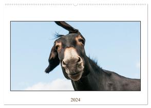 Esel Lebensfreude – Spaß mit Langohren (Wandkalender 2024 DIN A2 quer), CALVENDO Monatskalender von Bölts,  Meike