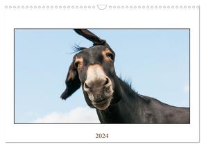 Esel Lebensfreude – Spaß mit Langohren (Wandkalender 2024 DIN A3 quer), CALVENDO Monatskalender von Bölts,  Meike