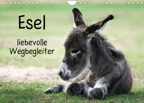 Esel – liebevolle Weggefährten (Wandkalender 2023 DIN A4 quer) von Fröhlich,  Simona
