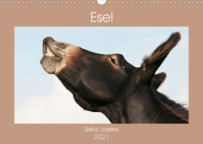 Esel – Sixtus Loreley (Wandkalender 2021 DIN A3 quer) von Bölts,  Meike