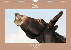 Esel – Sixtus Loreley (Wandkalender 2021 DIN A4 quer) von Bölts,  Meike