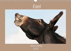 Esel – Sixtus Loreley (Wandkalender 2022 DIN A3 quer) von Bölts,  Meike