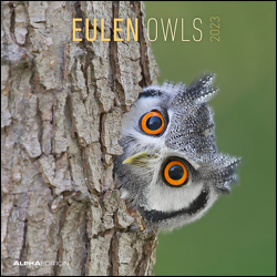 Eulen 2023 – Broschürenkalender 30×30 cm (30×60 geöffnet) – Kalender mit Platz für Notizen – Owls – Bildkalender – Wandplaner – Eulenkalender