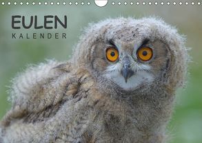 Eulen-Kalender (Wandkalender 2019 DIN A4 quer) von Wolf,  Gerald