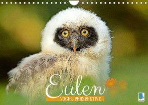 Eulen: Vogel-Perspektive (Wandkalender 2022 DIN A4 quer) von CALVENDO