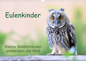 Eulenkinder – Kleine Waldohreulen entdecken die Welt (Wandkalender 2022 DIN A3 quer) von Müller,  Carolin