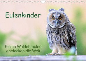 Eulenkinder – Kleine Waldohreulen entdecken die Welt (Wandkalender 2022 DIN A4 quer) von Müller,  Carolin