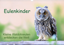 Eulenkinder – Kleine Waldohreulen entdecken die Welt (Wandkalender 2023 DIN A3 quer) von Müller,  Carolin