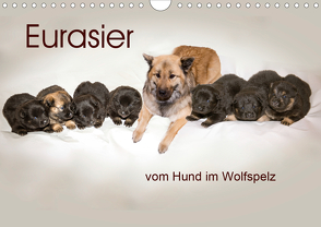 Eurasier, der Hund im Wolfspelz (Wandkalender 2020 DIN A4 quer) von Überall,  Peter