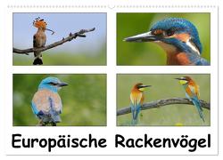 Europäische Rackenvögel (Wandkalender 2024 DIN A2 quer), CALVENDO Monatskalender von Wolf,  Gerald